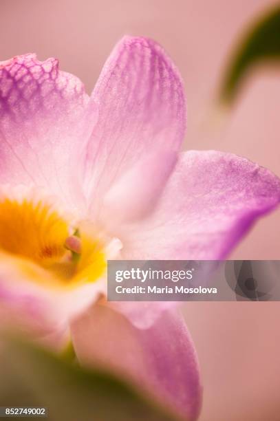 dendrobium orchid kumiko angel 'peace' - dendrobium orchid stock pictures, royalty-free photos & images