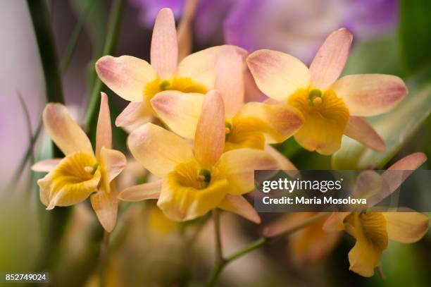 dendrobium orchid spring bird 'kurashiki' - dendrobium orchid stock pictures, royalty-free photos & images