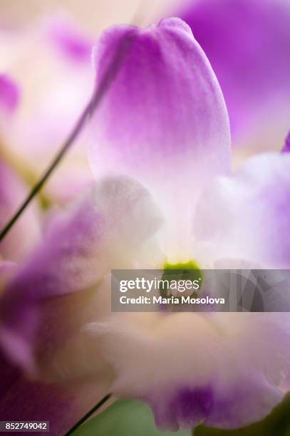 pink and white dendrobium orchid flower close-up - dendrobium orchid stock pictures, royalty-free photos & images