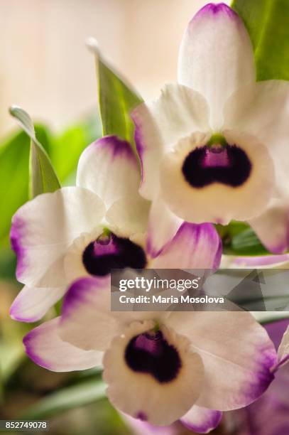 dendrobium orchid to my kids 'fantastic story' - dendrobium orchid stock pictures, royalty-free photos & images