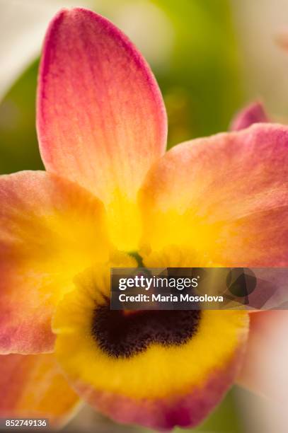dendrobium oriental smile 'butterfly' - dendrobium orchid stock pictures, royalty-free photos & images