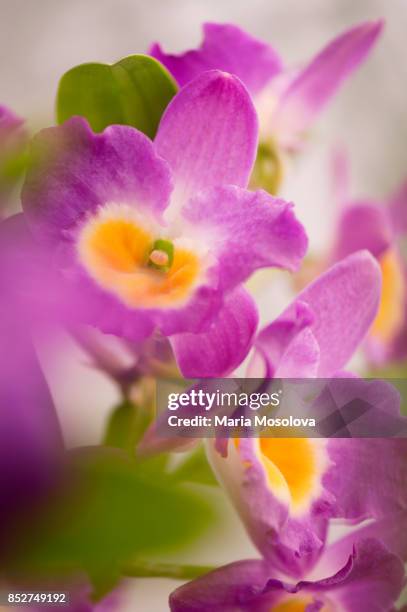 pink flowers of dendrobium nobile happy lady - dendrobium orchid stock pictures, royalty-free photos & images