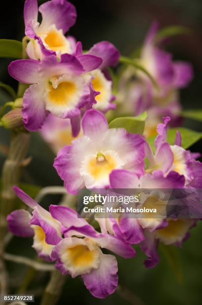 dendrobium angel smile 'kibi' - dendrobium orchid stock pictures, royalty-free photos & images