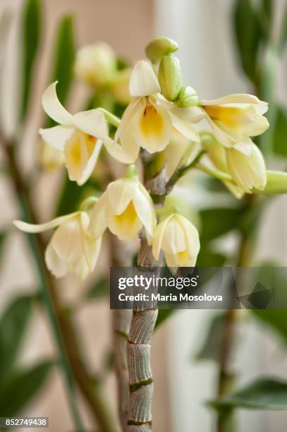 dendrobium yellow song 'canary' - dendrobium orchid stock pictures, royalty-free photos & images
