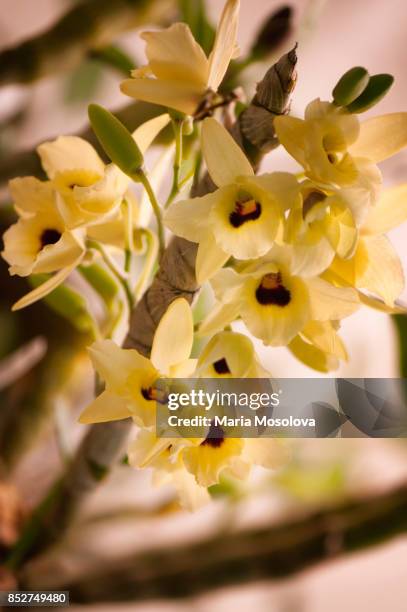 dendrobium yellow magic 'festival' - dendrobium orchid stock pictures, royalty-free photos & images