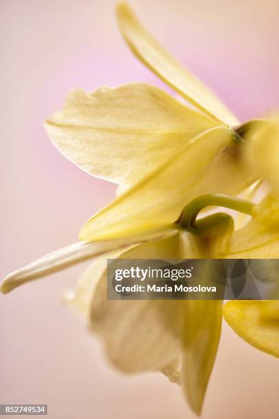 dendrobium yellow magic 'festival' - dendrobium orchid stock pictures, royalty-free photos & images
