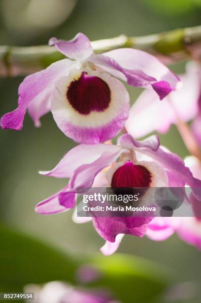 dendrobium nobile flower duo - dendrobium orchid stock pictures, royalty-free photos & images
