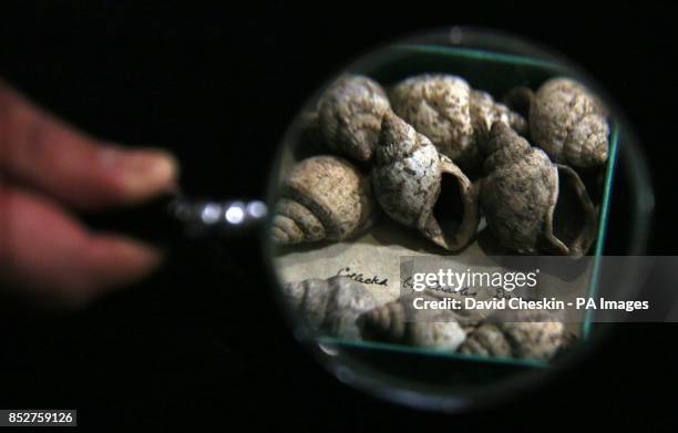 Shells believed to have been collected by Charles Darwin in St Helena are part of an exhibition of 150 fascinating items from Edinburgh University's...