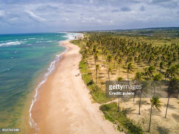 vue du drone sur le littoral avec palm beach à bahia, brésil - bahia photos et images de collection
