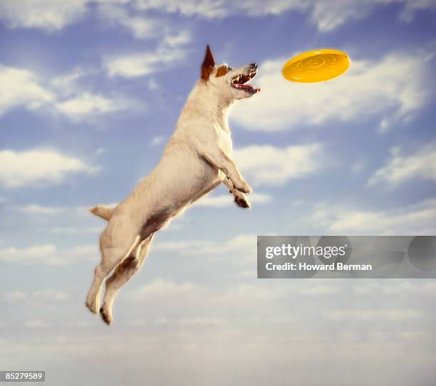 dog and disk - frisbee fotografías e imágenes de stock