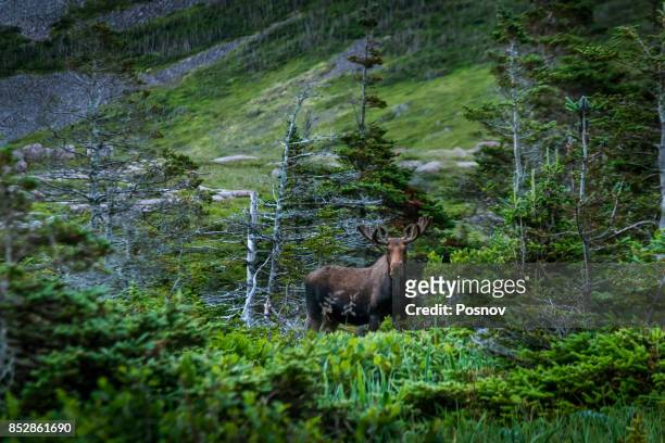 moose - canada moose stock pictures, royalty-free photos & images