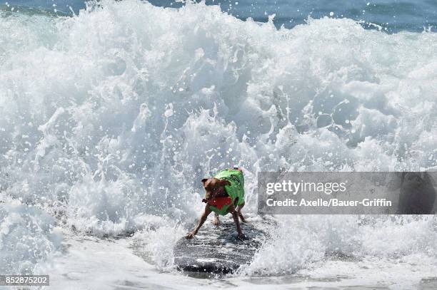 Surf Dog competes in the 9th Annual Surf City Surf Dog competition on September 23, 2017 in Huntington Beach, California.