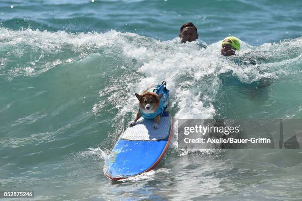 Surf Dog competes in the 9th Annual Surf City Surf Dog competition on September 23, 2017 in Huntington Beach, California.