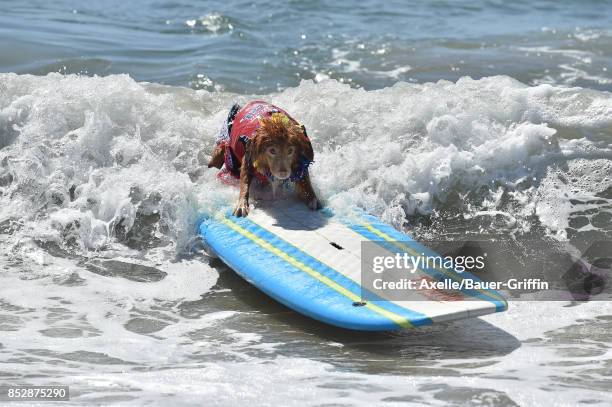 Surf Dog competes in the 9th Annual Surf City Surf Dog competition on September 23, 2017 in Huntington Beach, California.