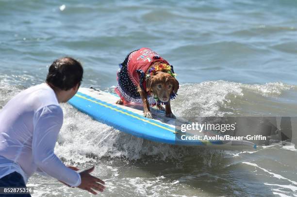 Surf Dog competes in the 9th Annual Surf City Surf Dog competition on September 23, 2017 in Huntington Beach, California.