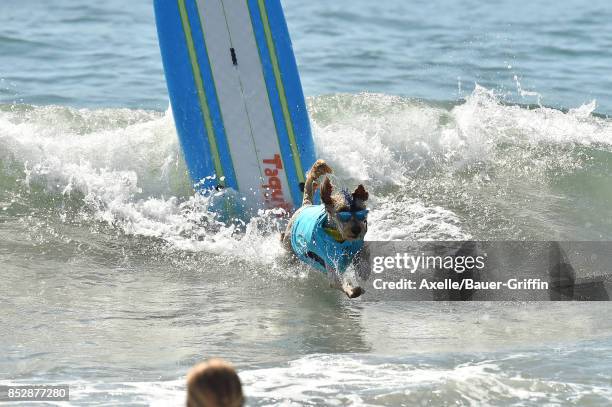 Surf Dog competes in the 9th Annual Surf City Surf Dog competition on September 23, 2017 in Huntington Beach, California.