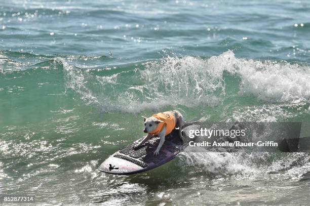 Sugar the Surfing Dog competes in the 9th Annual Surf City Surf Dog competition on September 23, 2017 in Huntington Beach, California.