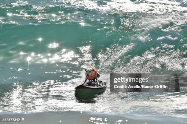 Sugar the Surfing Dog competes in the 9th Annual Surf City Surf Dog competition on September 23, 2017 in Huntington Beach, California.