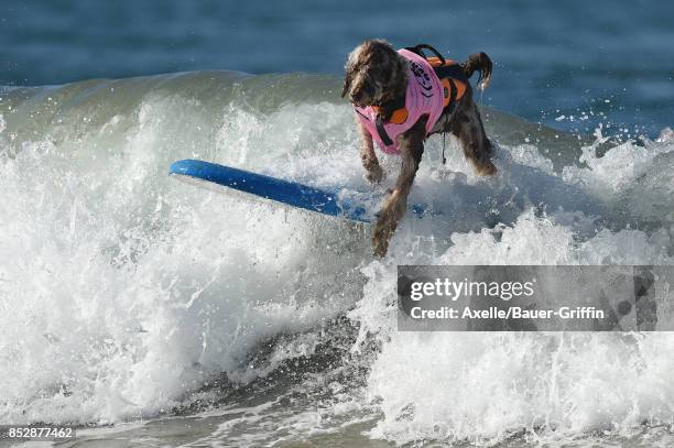 Surf Dog competes in the 9th Annual Surf City Surf Dog competition on September 23, 2017 in Huntington Beach, California.