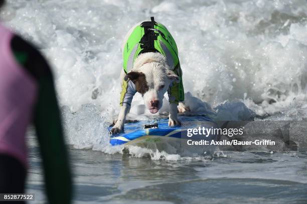 Surf Dog competes in the 9th Annual Surf City Surf Dog competition on September 23, 2017 in Huntington Beach, California.