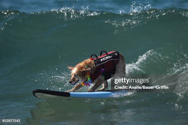 Surf Dog competes in the 9th Annual Surf City Surf Dog competition on September 23, 2017 in Huntington Beach, California.