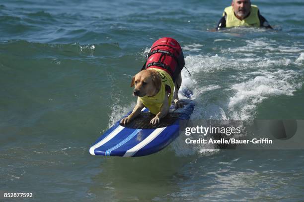 Surf Dog competes in the 9th Annual Surf City Surf Dog competition on September 23, 2017 in Huntington Beach, California.