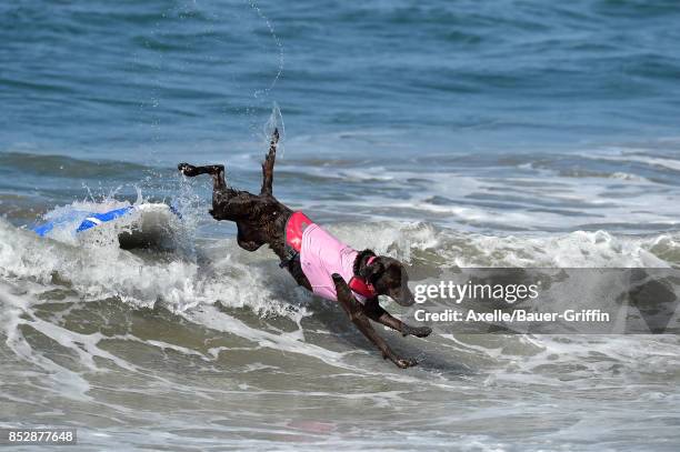 Surf Dog competes in the 9th Annual Surf City Surf Dog competition on September 23, 2017 in Huntington Beach, California.