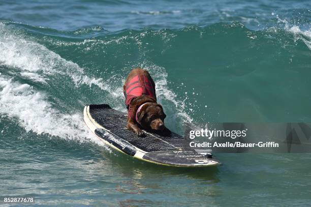 Surf Dog competes in the 9th Annual Surf City Surf Dog competition on September 23, 2017 in Huntington Beach, California.