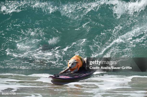 Sugar the Surfing Dog competes in the 9th Annual Surf City Surf Dog competition on September 23, 2017 in Huntington Beach, California.