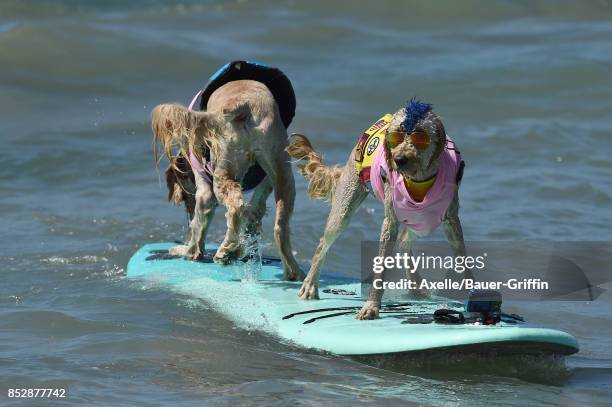 Surf Dog competes in the 9th Annual Surf City Surf Dog competition on September 23, 2017 in Huntington Beach, California.