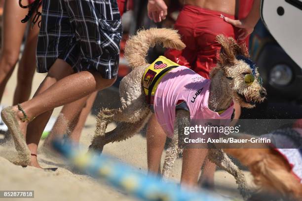 Surf Dog competes in the 9th Annual Surf City Surf Dog competition on September 23, 2017 in Huntington Beach, California.