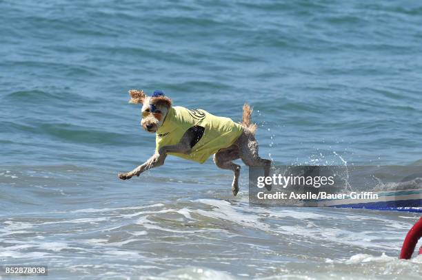 Surf Dog competes in the 9th Annual Surf City Surf Dog competition on September 23, 2017 in Huntington Beach, California.