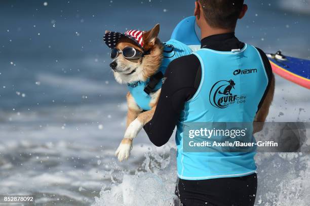 Surf Dog competes in the 9th Annual Surf City Surf Dog competition on September 23, 2017 in Huntington Beach, California.