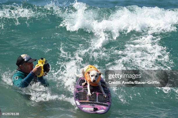 Sugar the Surfing Dog competes in the 9th Annual Surf City Surf Dog competition on September 23, 2017 in Huntington Beach, California.