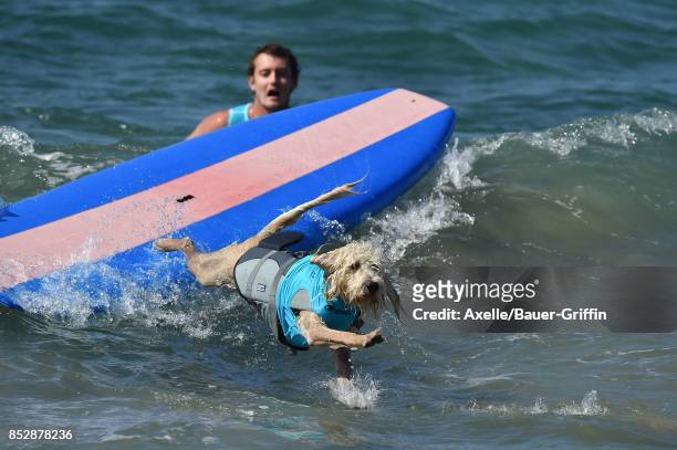 Surf Dog competes in the 9th Annual Surf City Surf Dog competition on September 23, 2017 in Huntington Beach, California.