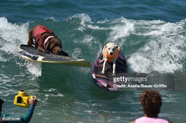 Sugar the Surfing Dog competes in the 9th Annual Surf City Surf Dog competition on September 23, 2017 in Huntington Beach, California.