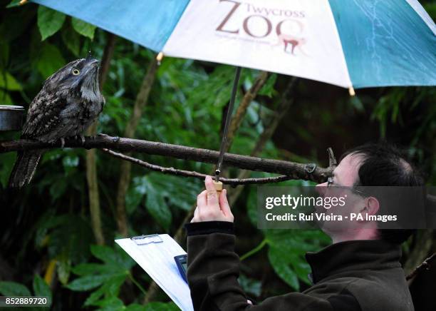 Keeper Nick Rowley shields a Tawny Frogmouth from the rain during the annual census at Twycross Zoo, Leicestershire.