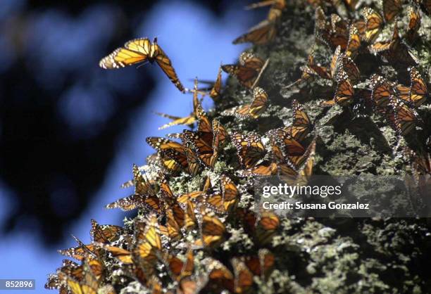 Monarch butterflies gather on an Oyamel tree January 29, 2001 at the butterfly sanctuary in Michoacan, Mexico. Some 100 million or more of the orange...