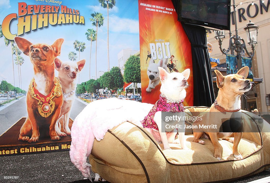 Beverly Hills Chihuahua 2 Dvd The Best Chi Chi Movie Series!