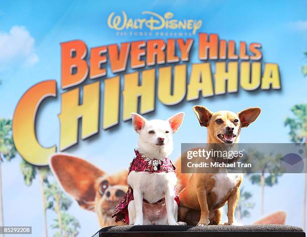Dog actors Papi and Chloe from the movie "Beverly Hills Chihuahua" pose for fans at Walt Disney's "Buddies" - casting call for a "Bark On" role held...