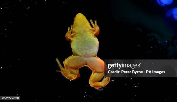 Golden mantella frog at Chester Zoo, Chester, is implanted with a fluorescent silicone gel on its leg, which allows keepers to identify individuals...