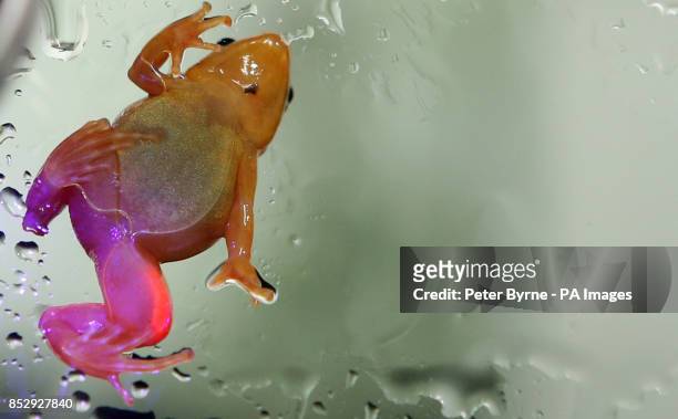 Golden mantella frog at Chester Zoo, Chester, is implanted with a fluorescent silicone gel on its leg, which allows keepers to identify individuals...