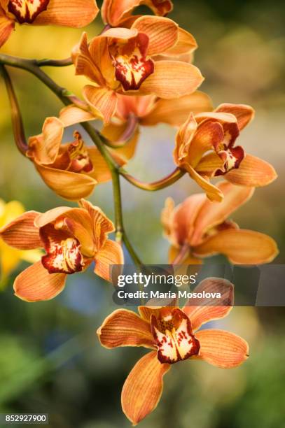 45 Orange Cymbidium Orchids Stock Photos, High-Res Pictures, and