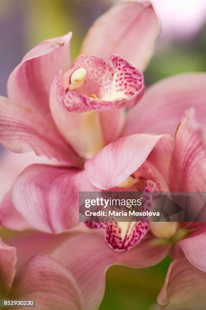 light pink dendrobium orchid hybrid california - dendrobium orchid stock pictures, royalty-free photos & images