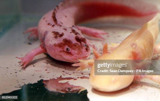Two rescued Axolotls fish left Pinky and right Perky at the London Aquarium they were rescued from Hunstanton Sea Life Aquarium in Norfolk when it...