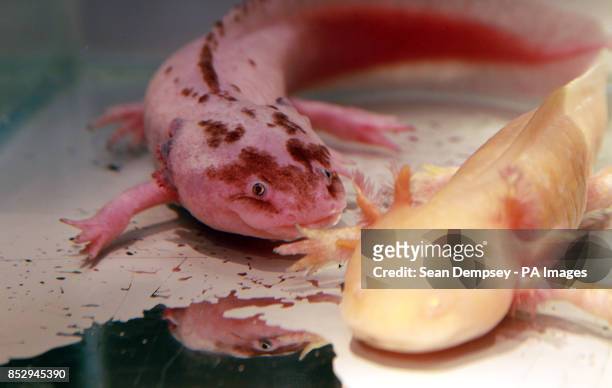Two adult Axolotl's named Pinky and Perky at the Sea Life London Aquarium, that were rescued after their sister attraction in Hunstanton was hit by...