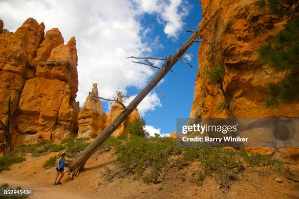 woman hiker examining leaning tree at bryce national park, utah - leaning tree stock pictures, royalty-free photos & images