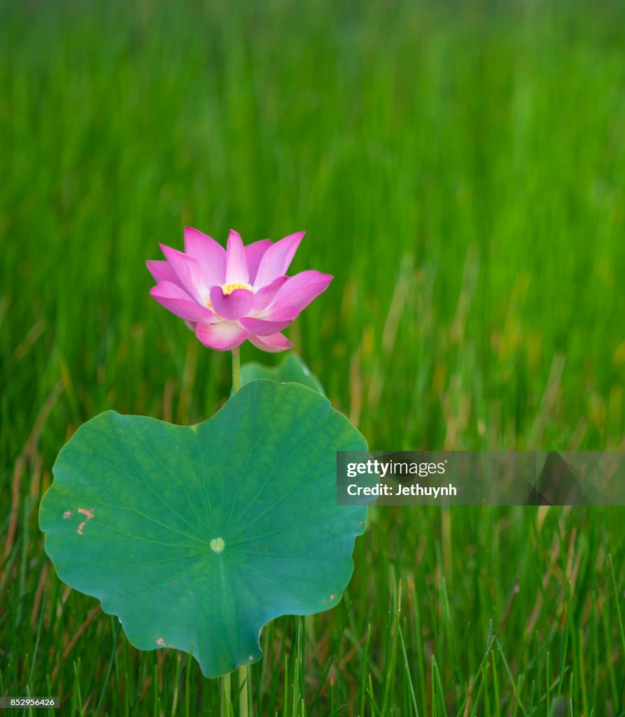 Closeup blooming beautiful pink lotus flower