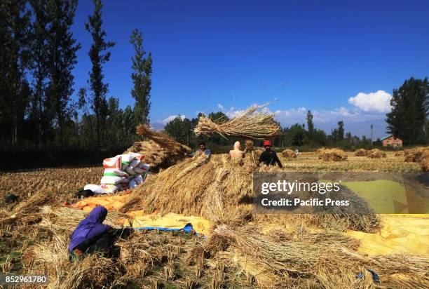 Kashmiri farmers harvest rice from a field in tral south of Kashmir. Agriculture is the main source of food, income, and employment in rural areas.