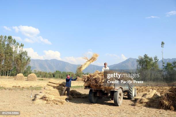 Kashmiri farmers harvest rice from a field in tral south of Kashmir. Agriculture is the main source of food, income, and employment in rural areas.
